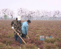 2030年我市力争实现中药种植年产值50亿元