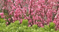 ​秦皇岛市海港区满城亮丽似花海