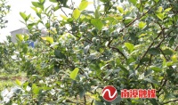 南漳:蓝莓采摘季,怎能“莓”有你!