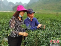 广西台商:“助力台企11条”给台企注入发展强心针