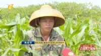 落实“六稳”“六保”,海南这波操作666!