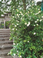 杭城栀子花“寻芳地图”出炉