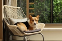 铲屎官的偷懒神器|魔洁M12MAX轻松解决养宠难题