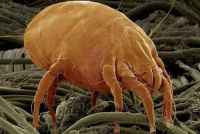 吉米除螨机强劲拍打深层除螨,呵护睡眠呵护健康