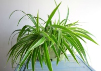 什么植物吸收甲醛最好?植物真的能吸收甲醛吗