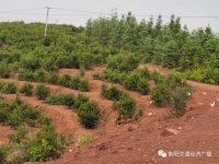 答卷:&ldquo;茶山湘黄鸡&rdquo;奏出&ldquo;脱贫致富曲&rdquo;