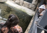 【城事】炎炎夏日,一起来为佛山动物园的萌物们&ldquo;消暑&rdquo;吧!