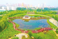 桃城区大力推进生态环境建设不断提高全区森林覆盖率