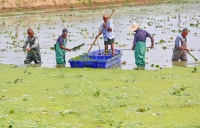 入眼一片绿!240亩人工湿地水清景美