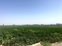 瓜州:农业创新&ldquo;老&rdquo;产业 走出致富新活力