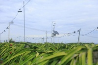 海南首家京东农场落户茂源海南联明基地,打造红心火龙果生态农业