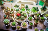 指尖绿动 定格美好|中铁&middot;牡丹城创意绿植DIY美好相约