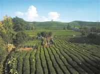 熟悉的闷热感又回来了!受台风影响 今明两天杭州有阵雨或雷雨