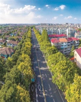 黄山栾树进入盛花期,特别好看 杭州的美又要刷屏了!