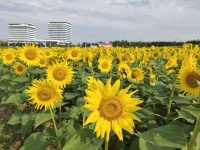 开发区全力实施绿化改造 为市民提供完美的生态居住环境!