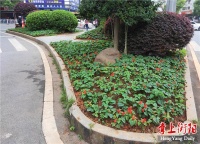 喜气洋洋!34.5万盆鲜花&ldquo;扮美&rdquo;衡阳街景