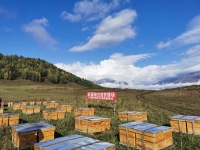 锡伯渡养蜂场,一次讲透纯天然蜂蜜和劣质蜂蜜的区别