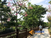 滨水步道、亲水码头、彩色林带&hellip;&hellip;道滘又新增了一个打卡好去处