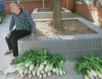 爱心助农 石榴在行动|3万斤阜南王家坝公益萝卜全城派送~