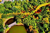 北中环街附近银杏流金,枫叶渐红,景色迷人