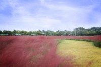 INS网红打卡点免费拍照,惊艳了整个朋友圈!