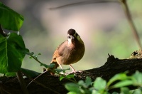 向往这里,向往正荣府