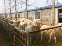 拆迁律师:养殖场被征收,可以获得哪些补偿?