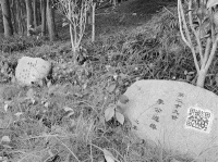 致敬!温州七旬老农将坟山打造成生态公园