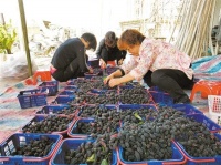 六个一千工程带动村强民富丨汕头市多方合力营造乡村振兴新格局