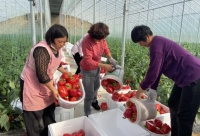 新春走基层|大棚里的&ldquo;春天&rdquo;,甜透了农民新生活!