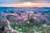 梅绽金陵礼赞百年 第二十六届中国南京国际梅花节开幕