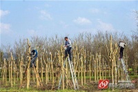 图说怀化|村民在给紫薇大苗进行高杆嫁接