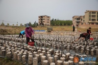 新田:阳春三月暖 木耳釆摘忙