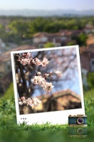 超美!这才是春天最美的样子