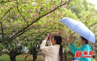 清明时节&rdquo;晚樱&rdquo;盛开 衡阳湘江南路风光带可赏满城春色