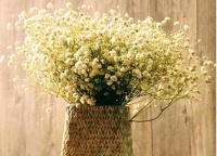 满天星的花语和寓意 满天星适合送什么人