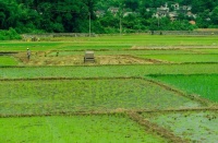 自然资源部发布45起农村乱占耕地的典型案例