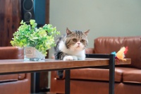 自如资管：增长的起始点来自于极致运营