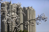 广州楼市暖风吹拂，小阳春可期否？