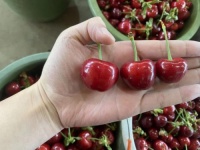 社区零售加速裂变，远洋安心服务“最后一百米”